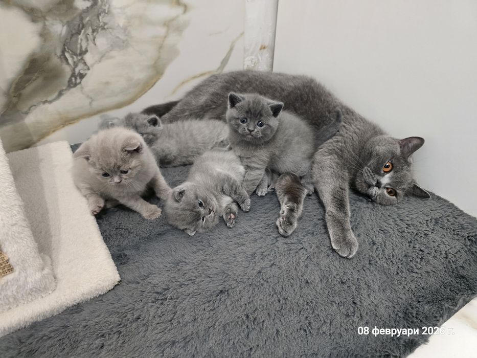 Британски котенца