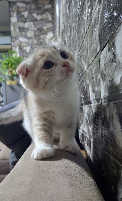 Котята Скоттиш-фолд