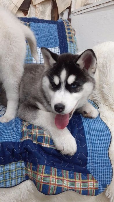 Две голубоглазые принцессы