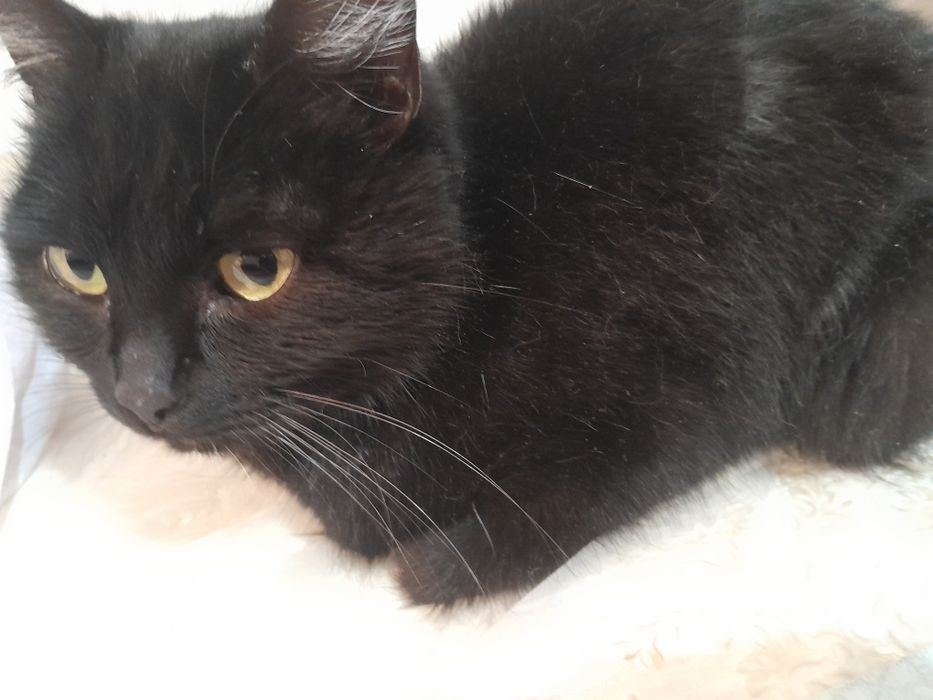 Кошка в хорошие руки