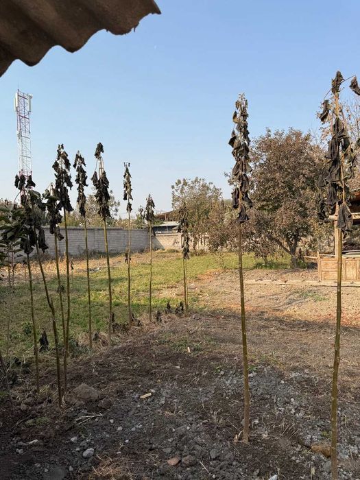 Продается дом . земельный участок , 15,3 сотки в Янги Узбекистан