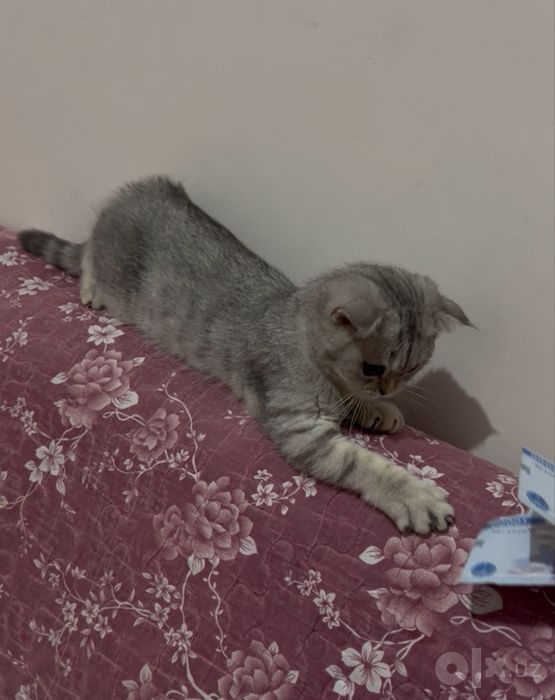 Скоттиш фолд боласи