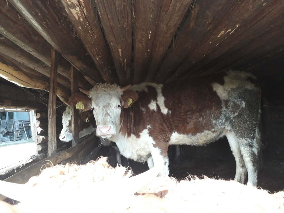 Vând vacă gestantă și juninci