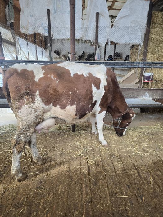 Буаз сиыр сатылады