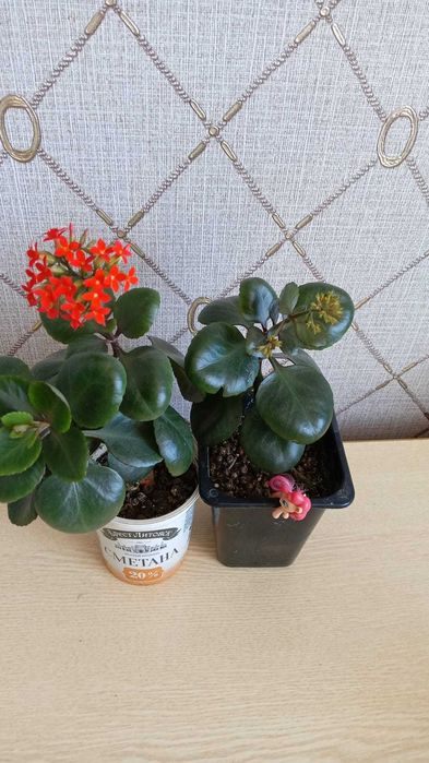 Комнатные цветы находятся Аксай ЗКО