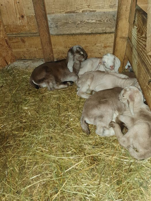 Vand țăpișori de crescut la biberon.