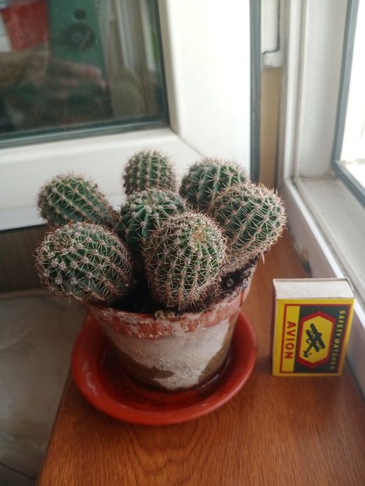 Продаётся кактус-эхинопсис