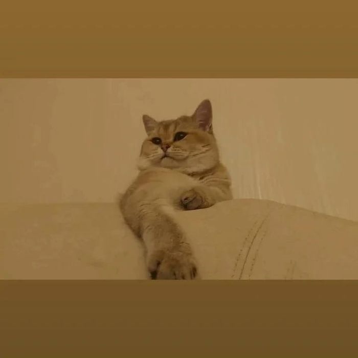 Кошечки золото и серебро