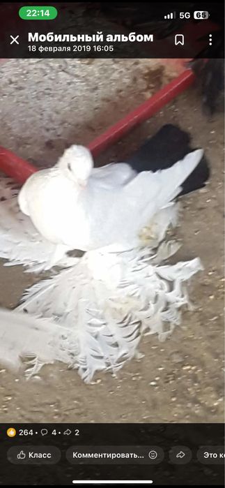 Голуби на продажу.