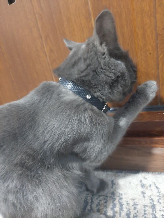 Mushuk Strayt qiz bola