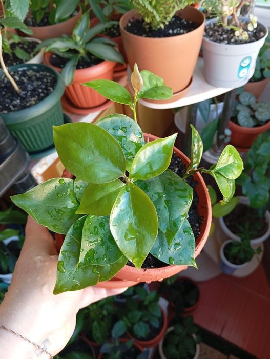 Продам комнатные растения