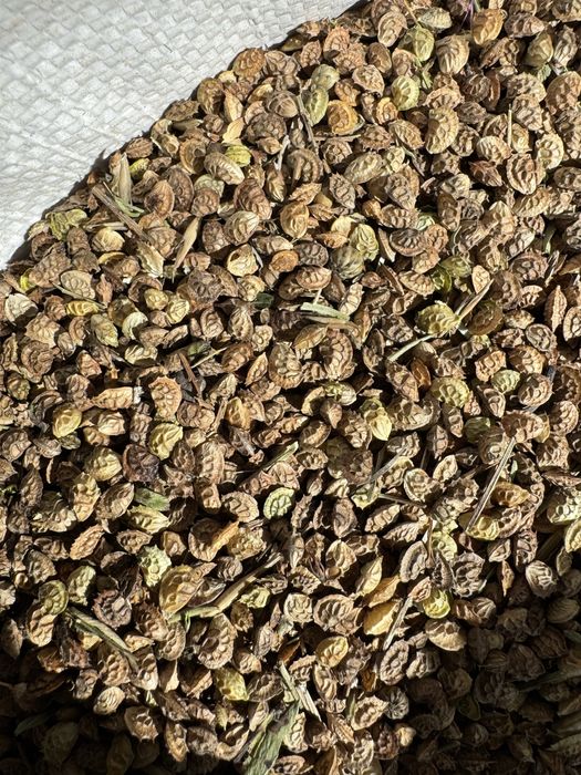 Продам семена эспарцета