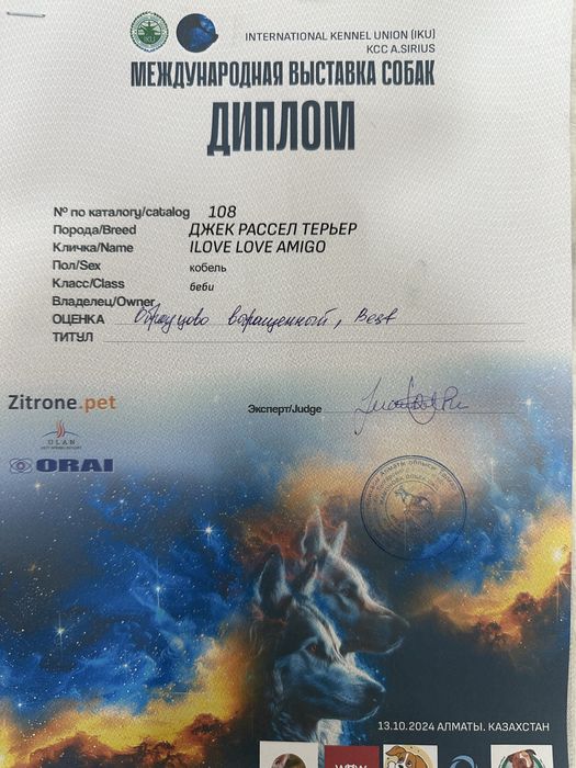 Вязка Джек Рассел Терьер