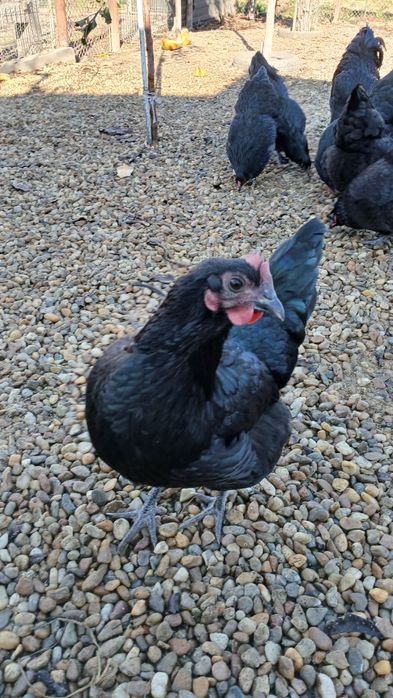 Oua incubat australorp