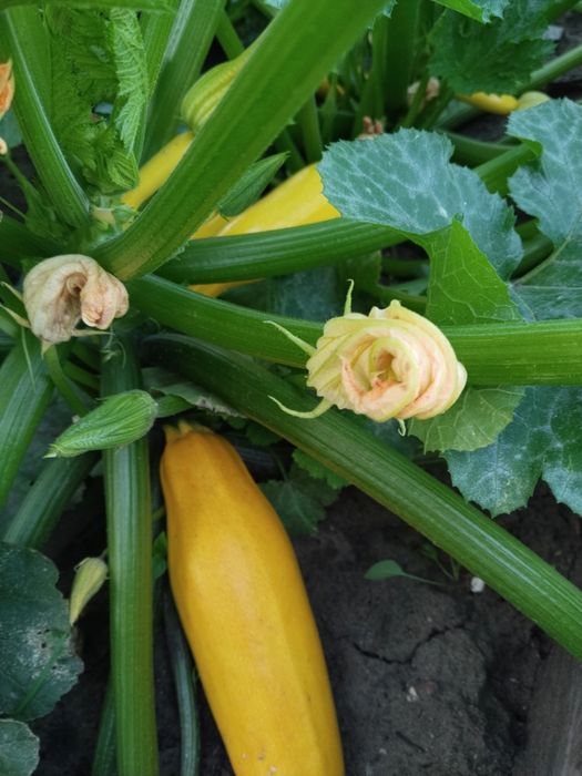 Кабачки молодые желтые Огурцы свежие дачные