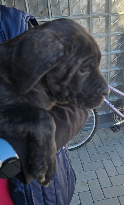 Cane corso de vanzare