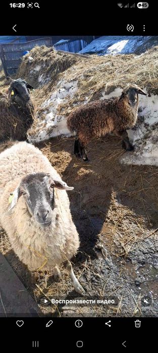 Қойлар сатылады.