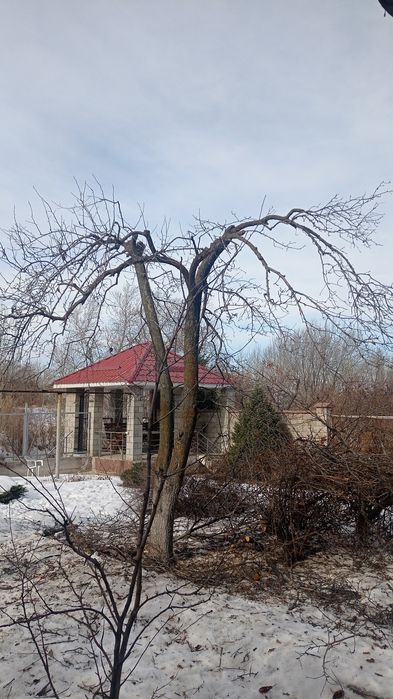 Спил и обрезка деревьев!