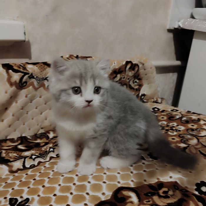 Продается котенок девочка скотиш-страйт.