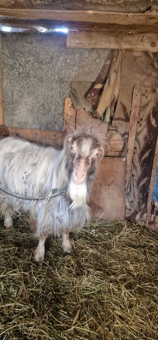 Vand mielute, tap si capre