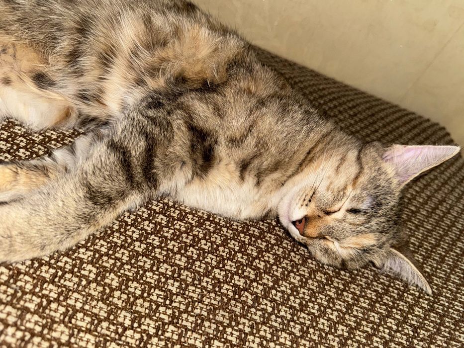 Кошечка срочно отдам в добрые руки