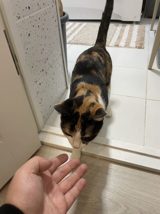 Кошка в добрые руки