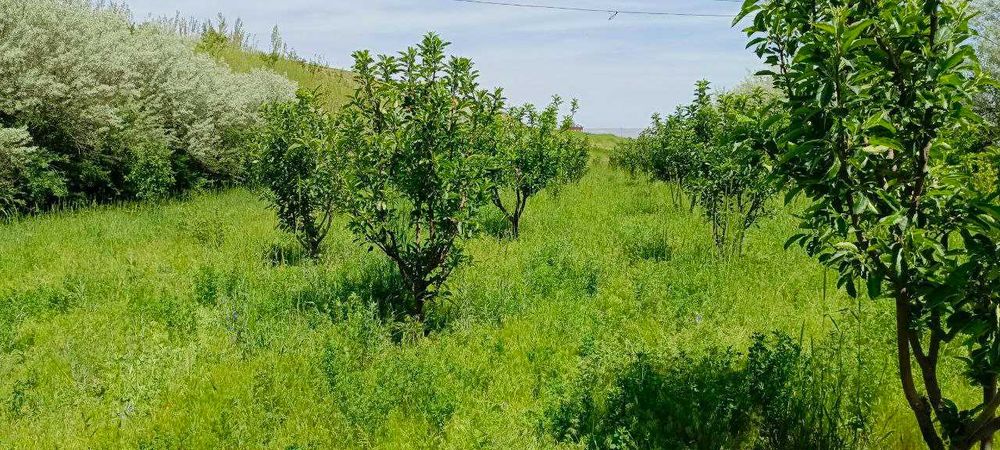 O`smat shaharchasi qutlug`obod mahallasida 50 sotix bog` sotiladi