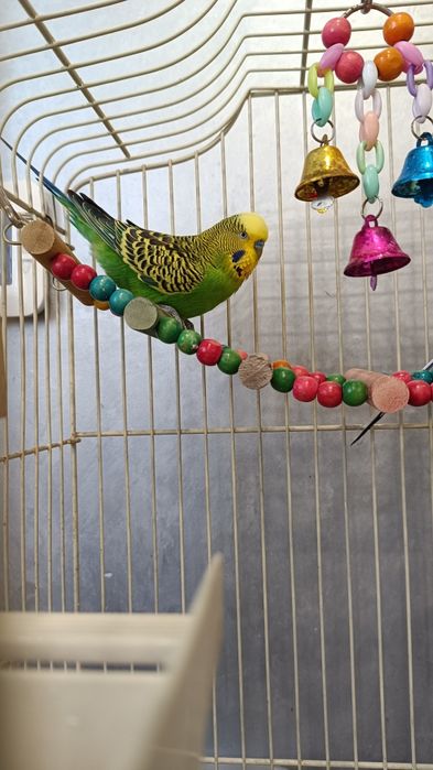 Волнистые попугаи