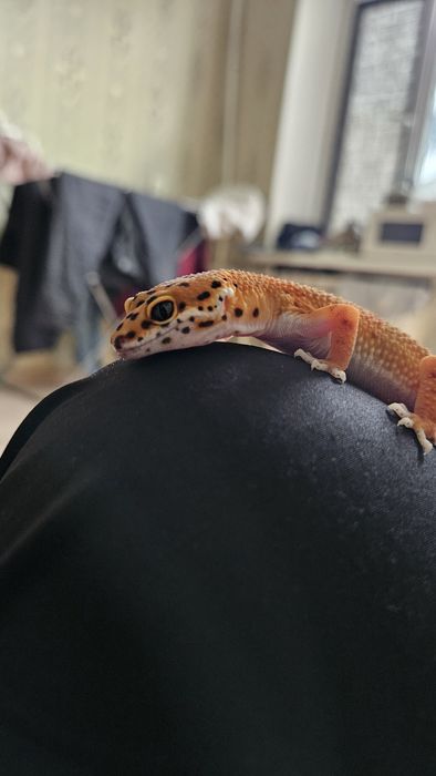 леопардовый гекко