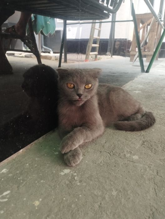 Скоттиш фолд сотилади