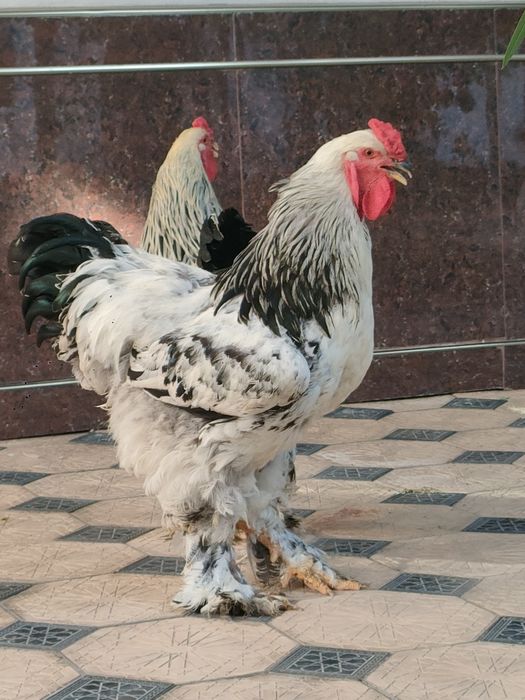 Brama horoz sotiladi