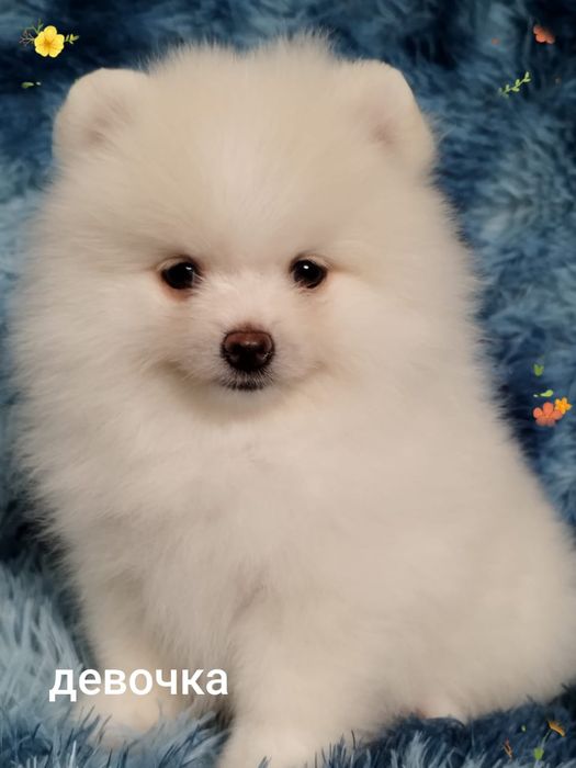 Померанский шпиц щенки