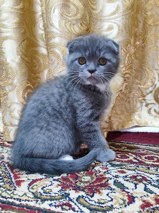 Породистые котятки