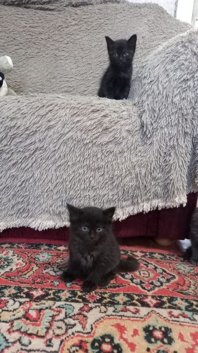 Отдам котят ДАРОМ