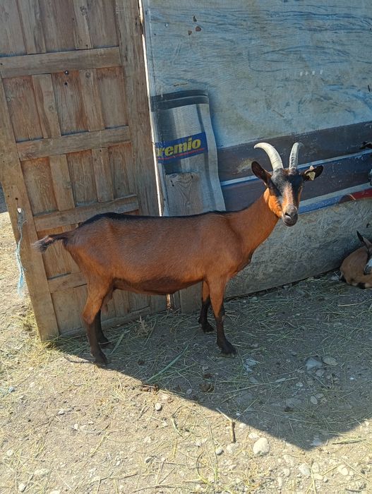 Capre alpine franceze