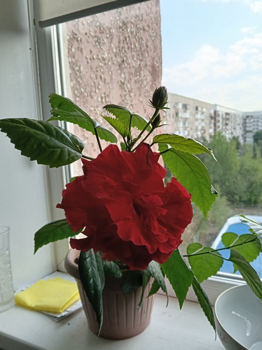 Продам китайскую розу.