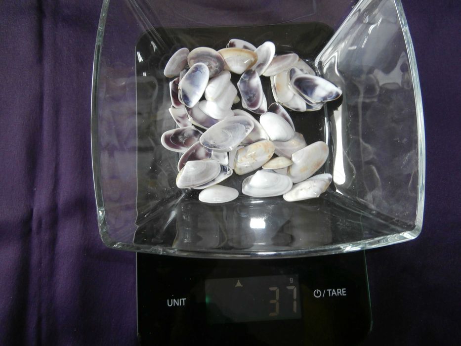 Морски миди за декорация