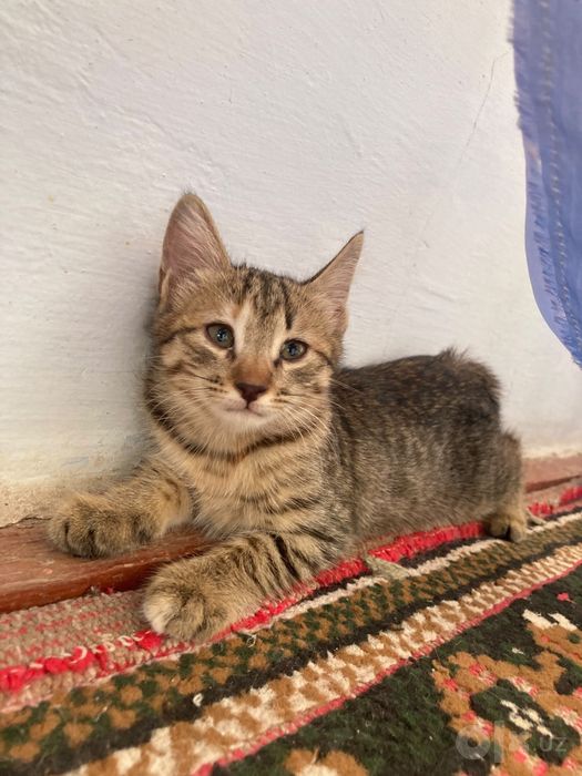 Отдам котёнка в хорошие руки