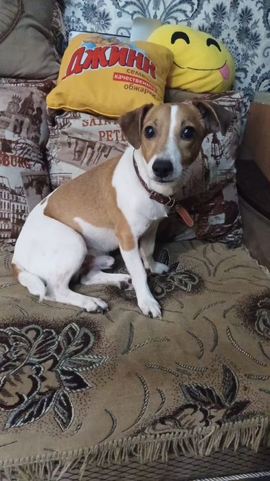 Вязка Джек Рассел Терьер