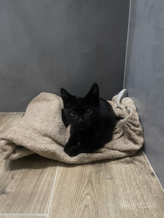 Котенок ищет дом