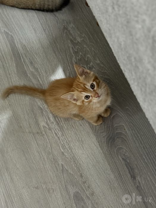 Котята бесплатно