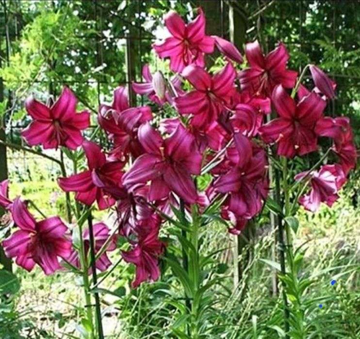 Домашние  цветы.