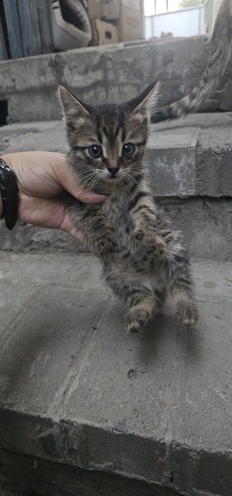 Отдаю в хорошие добрые руки котиков