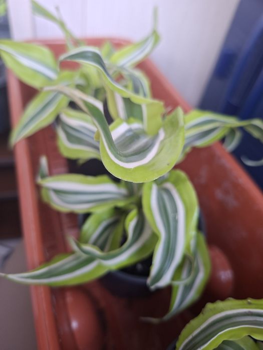 Драцена LemonLime