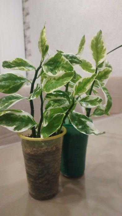 Комнатный цветок Педилантус