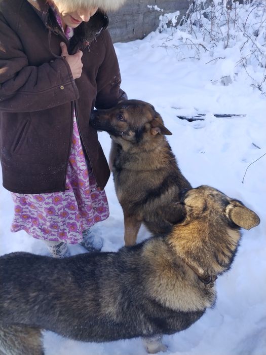 Щенки овчарки восточно европейской