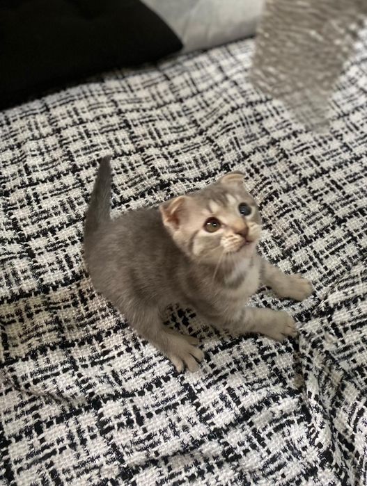 Продаётся шотландский котёнок