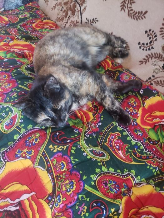 Помогите приутить кошек