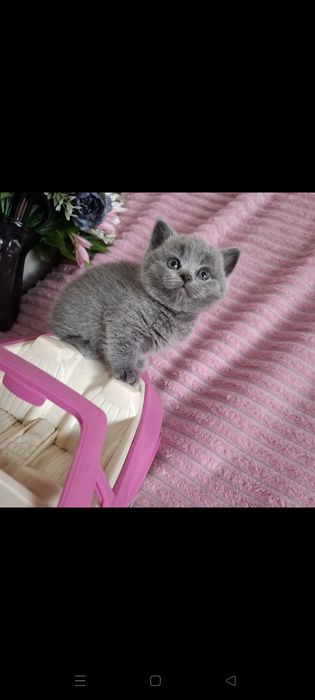 Шотландские котята