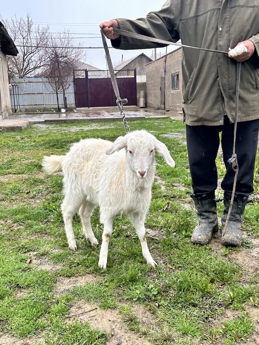 Альпи буаз шыбыш сатылады